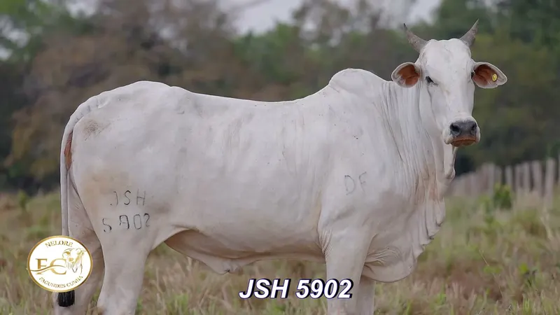 JSH 5902, doadora Nelore Padrão