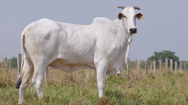 MRA 7665, doadora Nelore Padrão