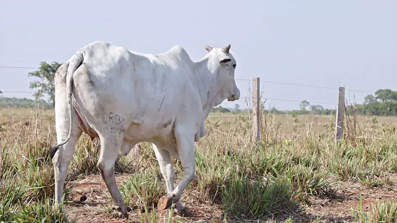 CARÊNCIA FIV DA PERBONI, doadora Nelore Padrão (PERB 3067)