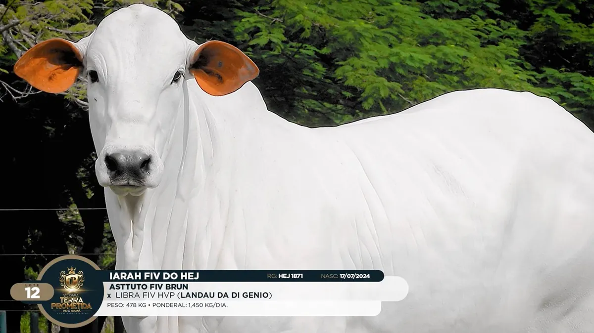 Nelore FC adquire a Iarah FIV do HEJ, premiada no Leilão Terra Prometida