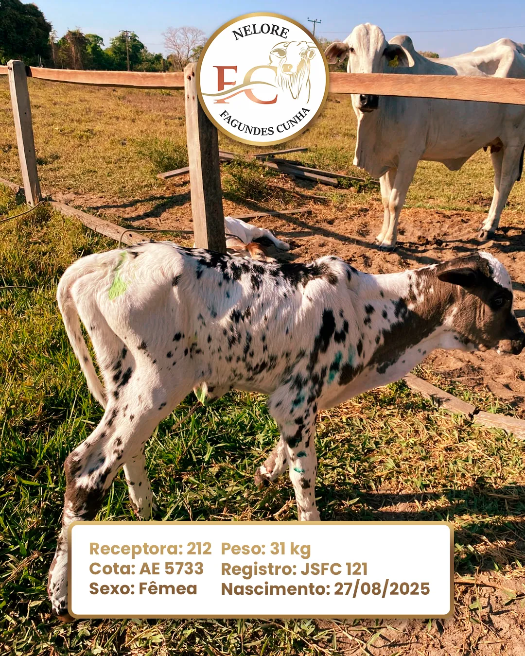Nasceram os bezerros JSFC 118, 121 e 122