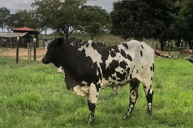 Nelore FC investe no Nelore Pintado com matrizes superiores e FIV
